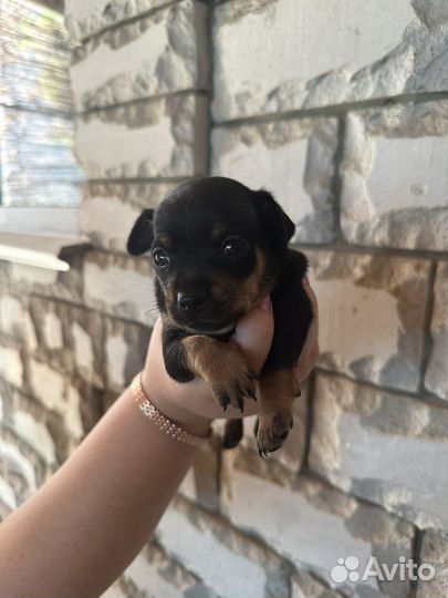 Щенки Той-терьер