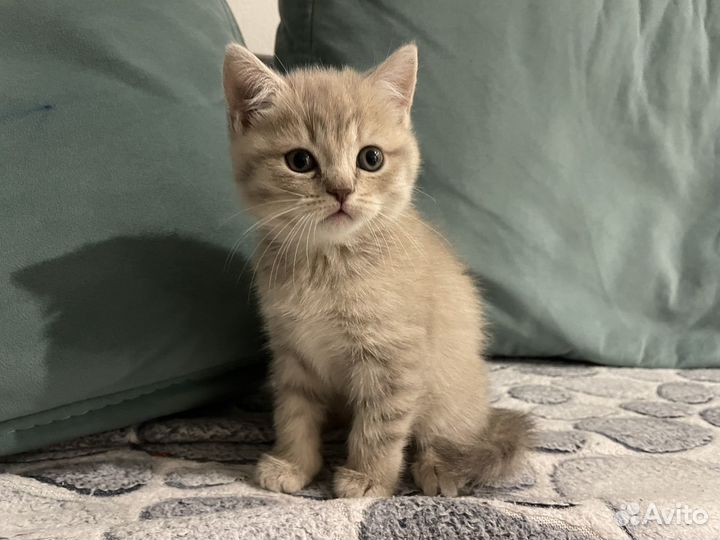 Британские котята