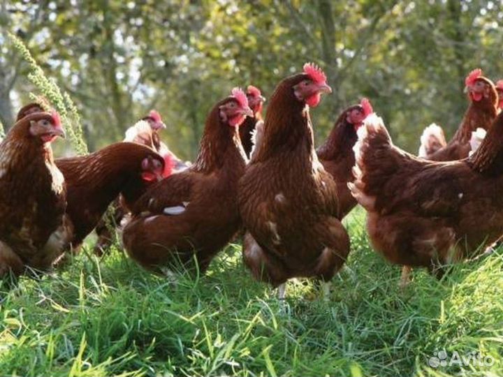 Куры несушки