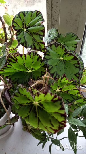 Обмен 4 любых моих на 1 ваш отросток бегонии