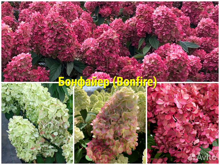 Гортензия Бонфайер (Bonfire) в P9