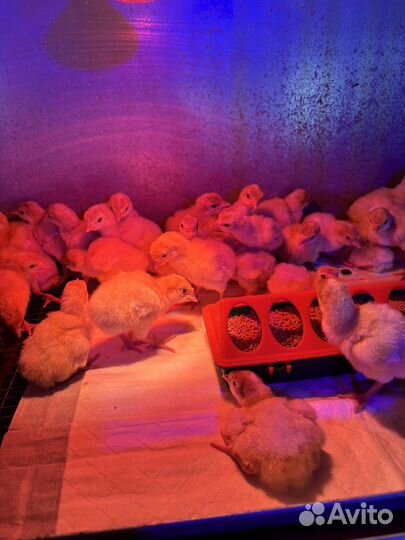 Индюшата бройлерные