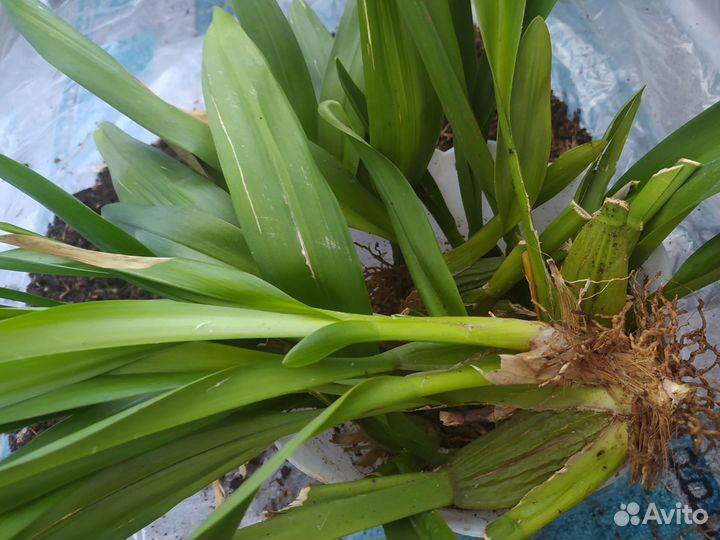 Цимбидиум луковицы