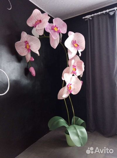 Орхидеи продажа