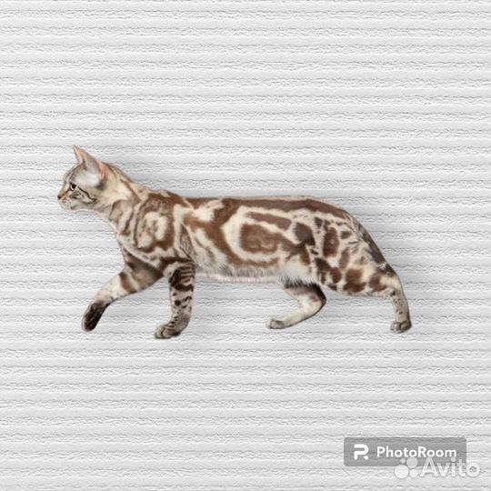 Бенгальский снежный котенок с документами