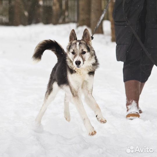 Девочка ищет дом