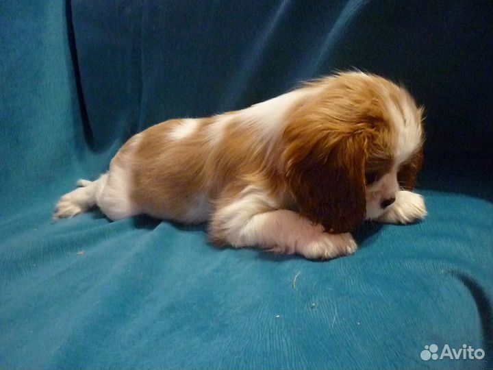 Кавалер кинг чарльз спаниель девочка. 2.5 мес