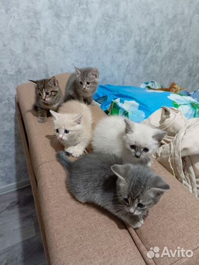 Котята в добрые руки бесплатно