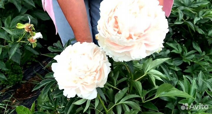 Пион Соланж