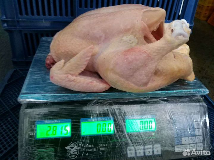 Мясо кур бройлеров