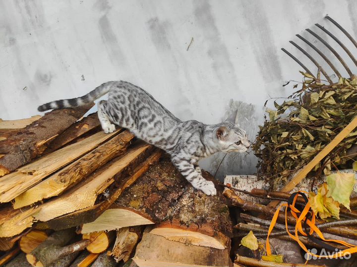 Бенгальские котята серебро