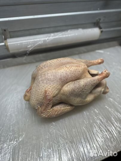 Индюки (домашние из калмыкии)