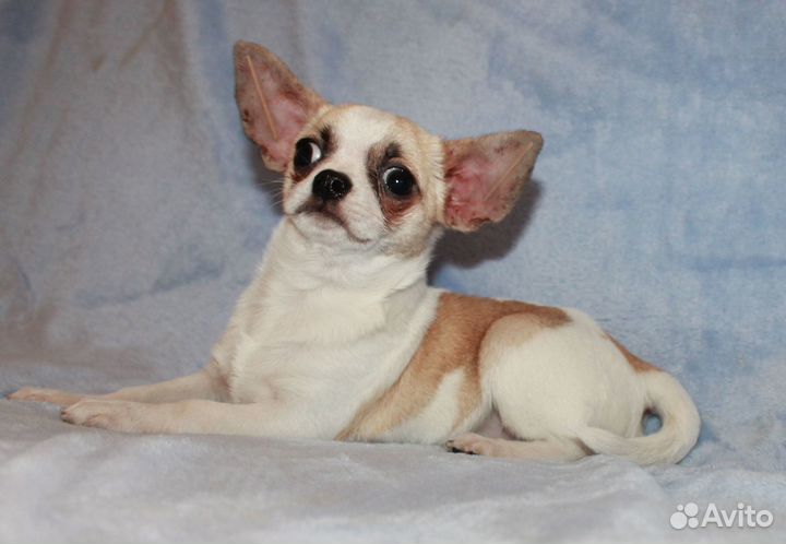 Мальчик бело кремовый