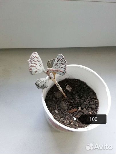 Суккуленты, эхеверии кубик фрост