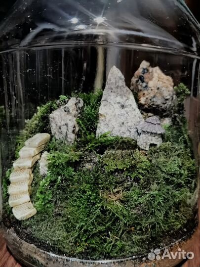 Флорариум мохариум