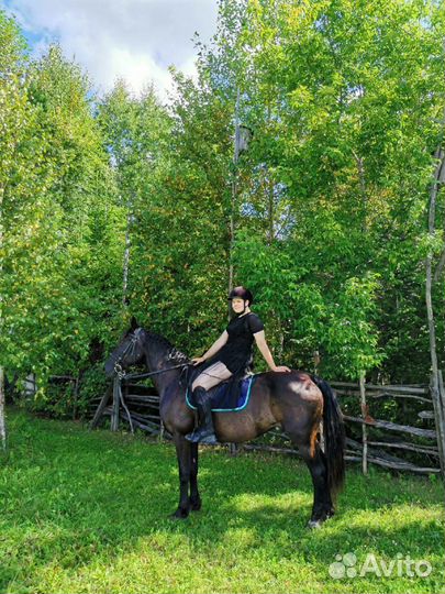 Прокат лошадей