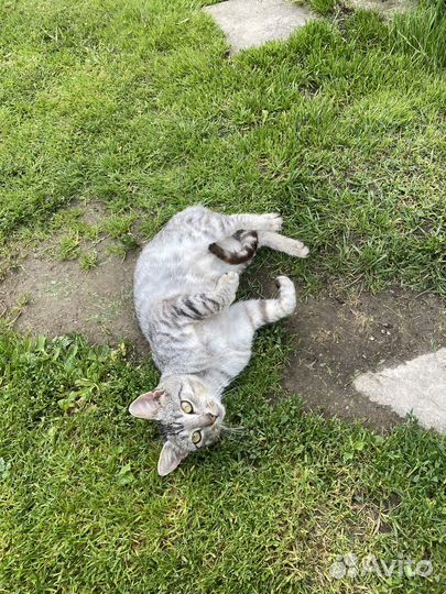 Найден кот чехов