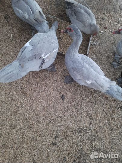 Мускусные утки лаванда на племя