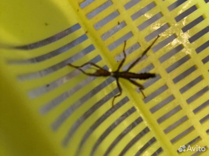 Австралийский палочник,нимфа и яйца