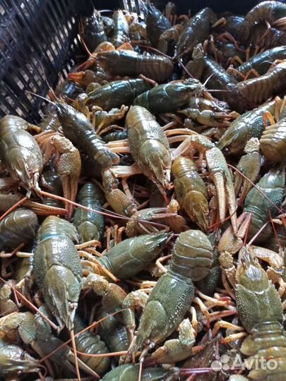 Живые раки розница и оптом