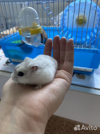 Джунгарские хомяки с клеткой