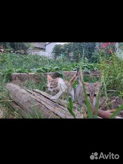 Котята в добрые руки 2 красивые кошечки