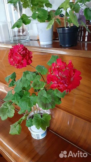 Пеларгония герань