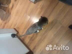 Груминг собак и кошек/передержка кошек,любой район