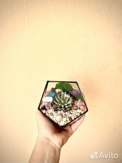 Флорариум суккуленты