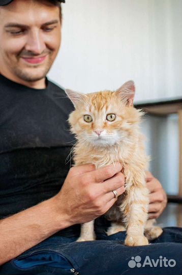 Шикарный кот ждёт хозяина