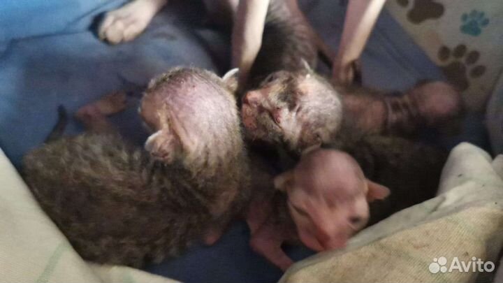 Донской сфинкс вязка