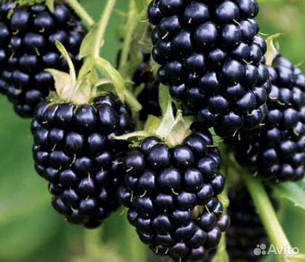 Саженцы ежевики