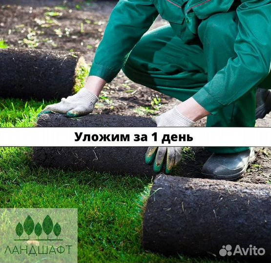 Рулонный газон прямо с поля Щелково