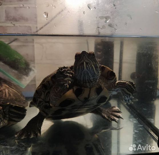 Красноухая черепаха