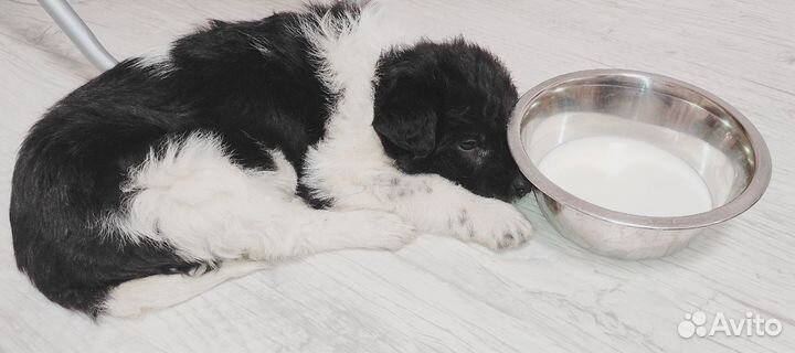 Щенок в добрые руки бесплатно крупной породы