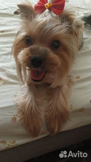 Йоркширский терьер девочка