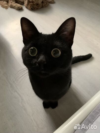Черный кот