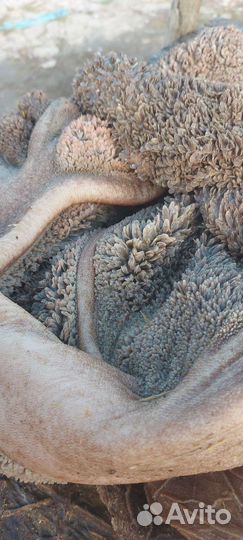 Требуха, рубец