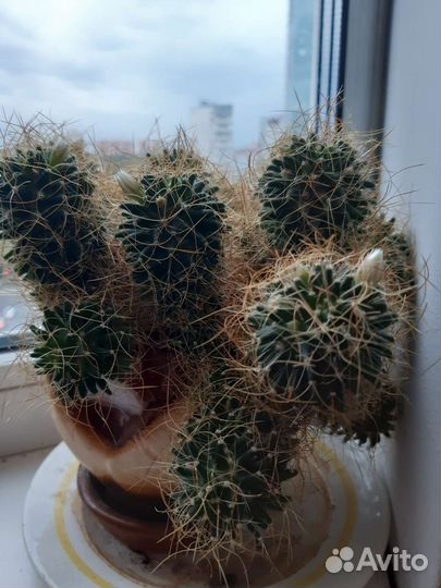 Кактус цветущий