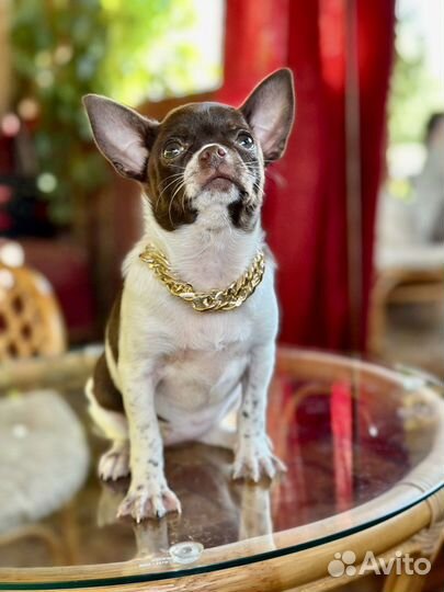 Чихуахуа девочка красотка