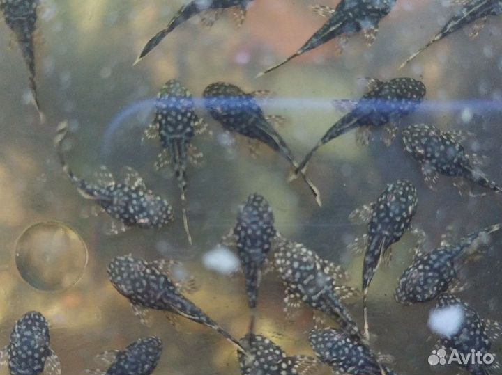 Аквариумные рыбки, мальки сомиков