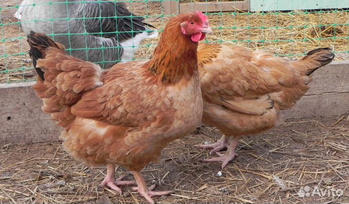 Цыплята цветного бройлера