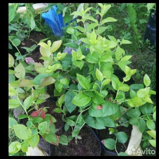 Саженцы голубики 2х 7 летки