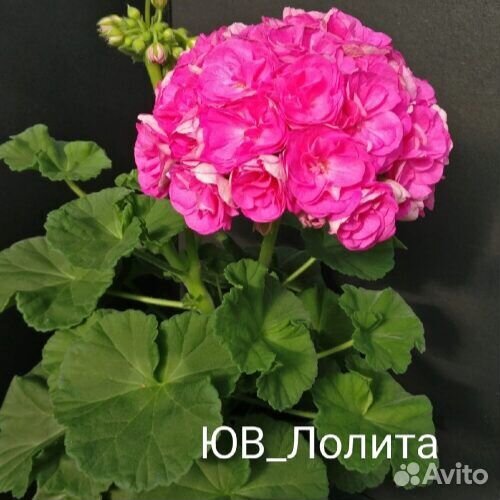 Пеларгония