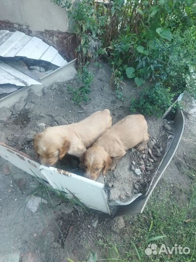 Английский кокер спаниель