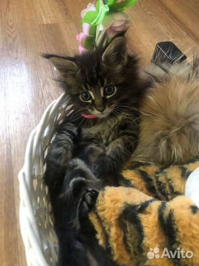 Котята мейн-кун