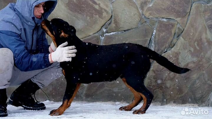 Подрощенный мальчик ротвейлера