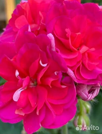 Пеларгония герань