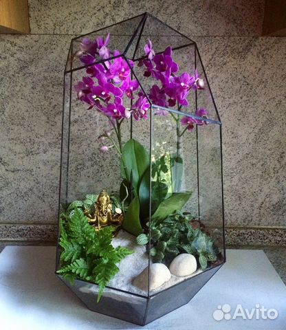 Флорариум с орхидеей 50 см (орхидея)