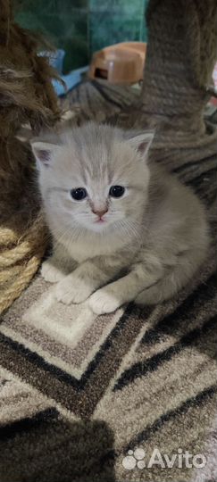 Шотландская вислоухая